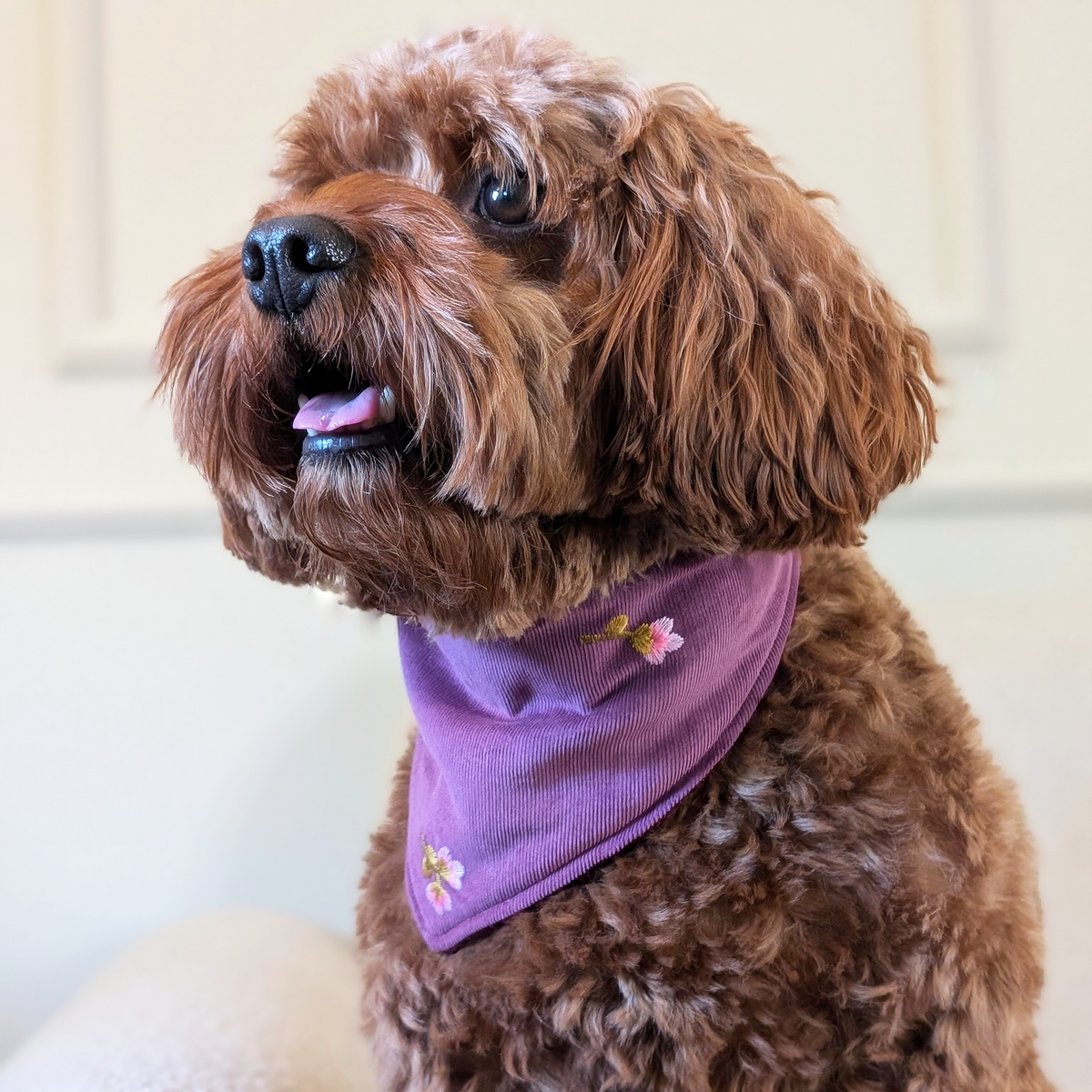 Hundehalstuch "Bloomberry"