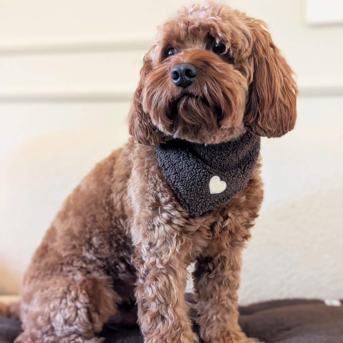 Hundehalstuch "Teddy Heart"