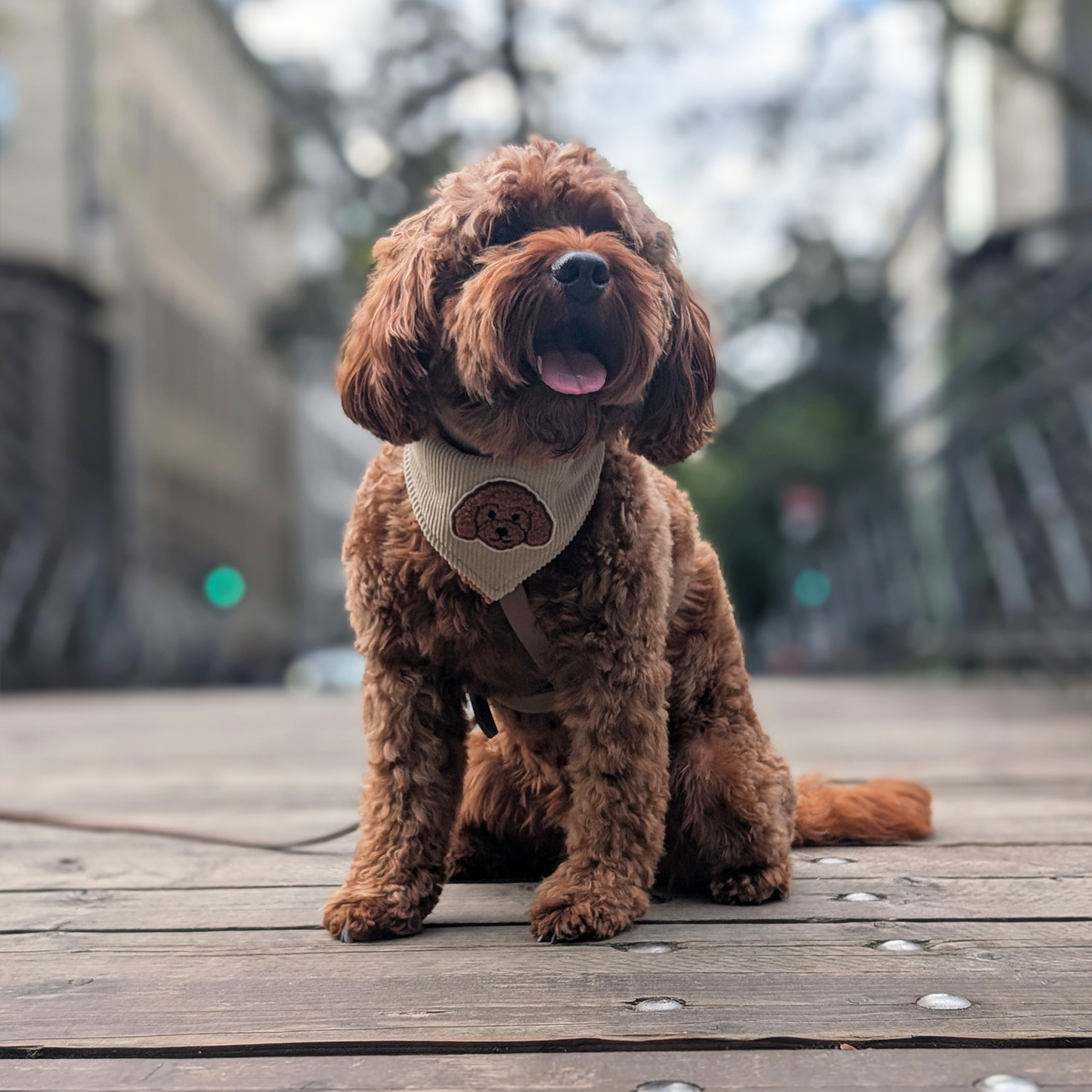 Hundehalstuch "Doodledream"