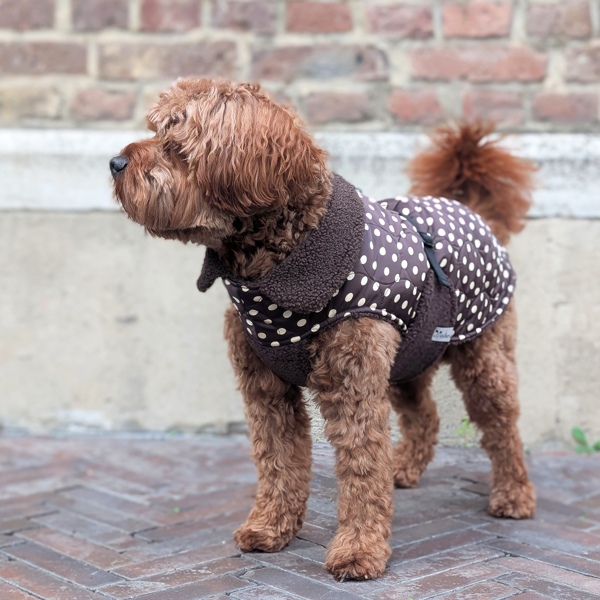 Hundemantel "Marron On Point"