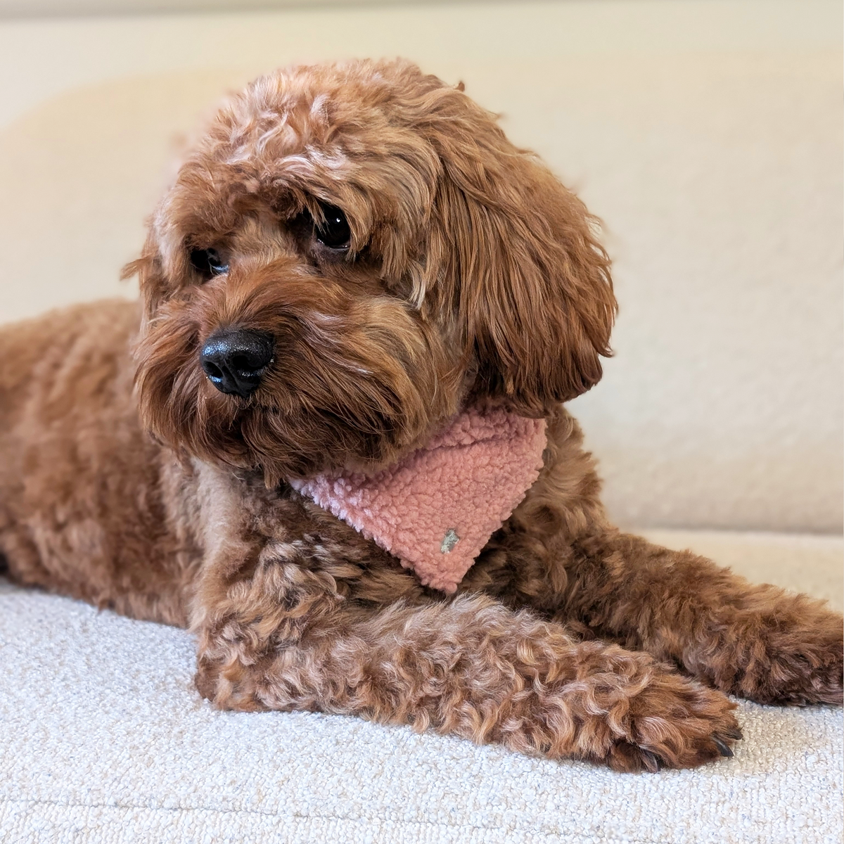 Hundehalstuch "Vintage Meadow"
