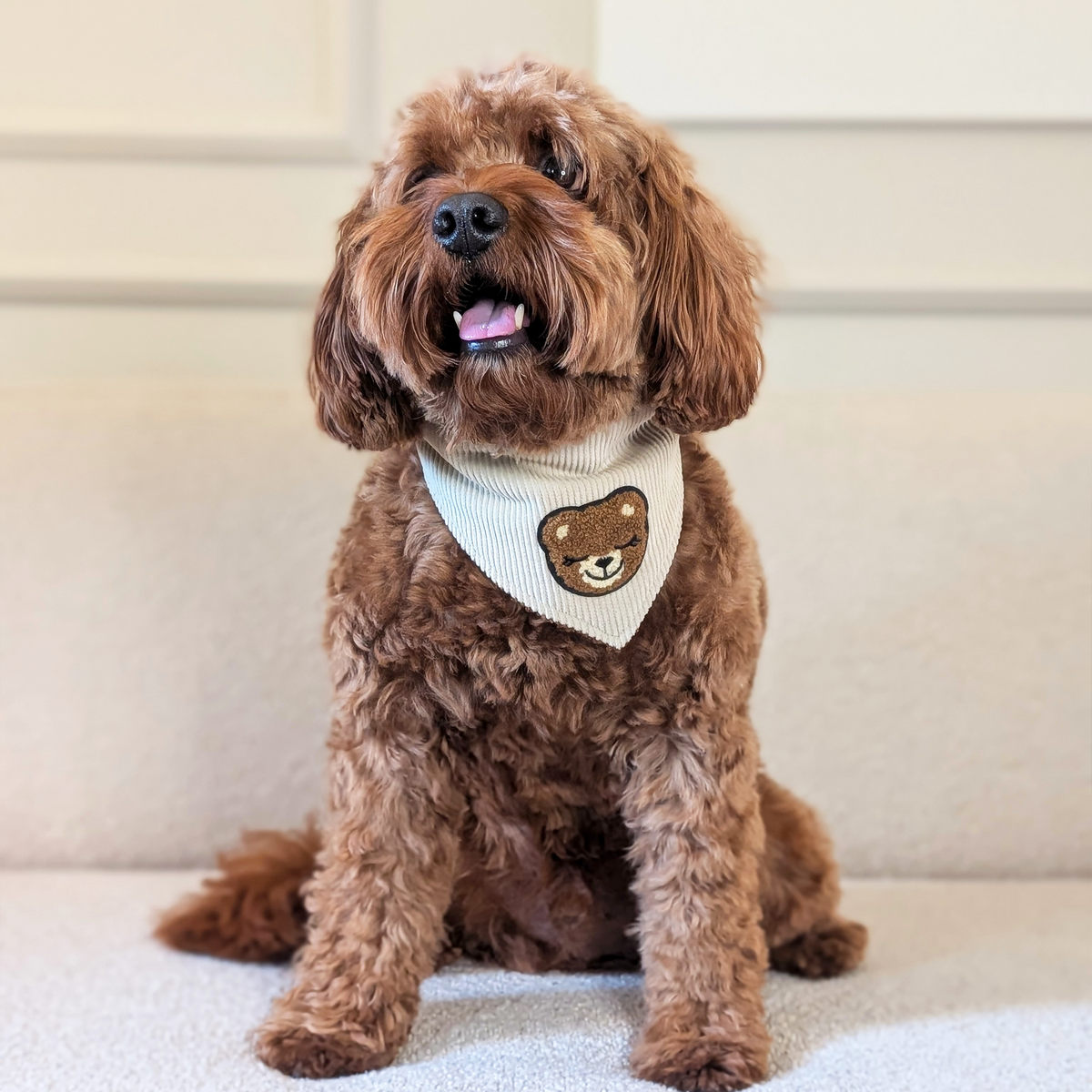 Hundehalstuch "Teddydream"