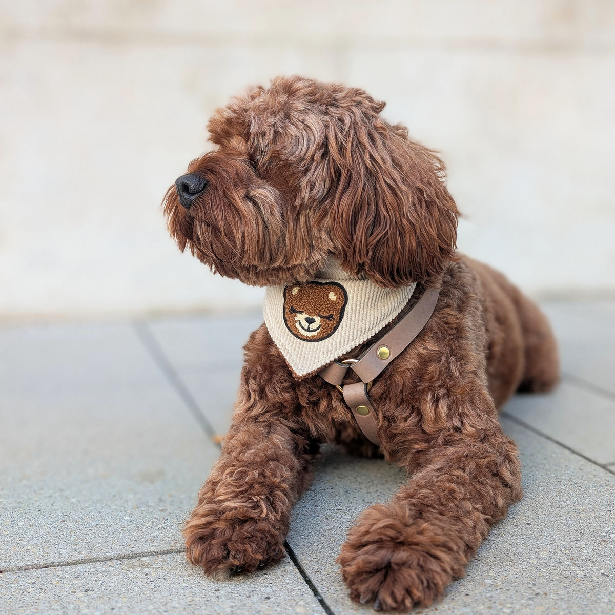 Hundehalstuch "Teddydream"