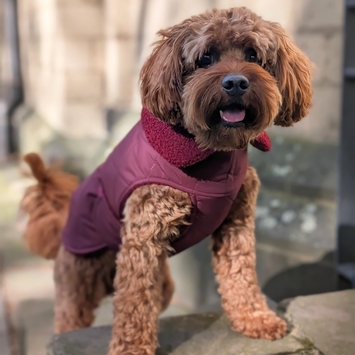 Hundemantel "Winter Rouge"