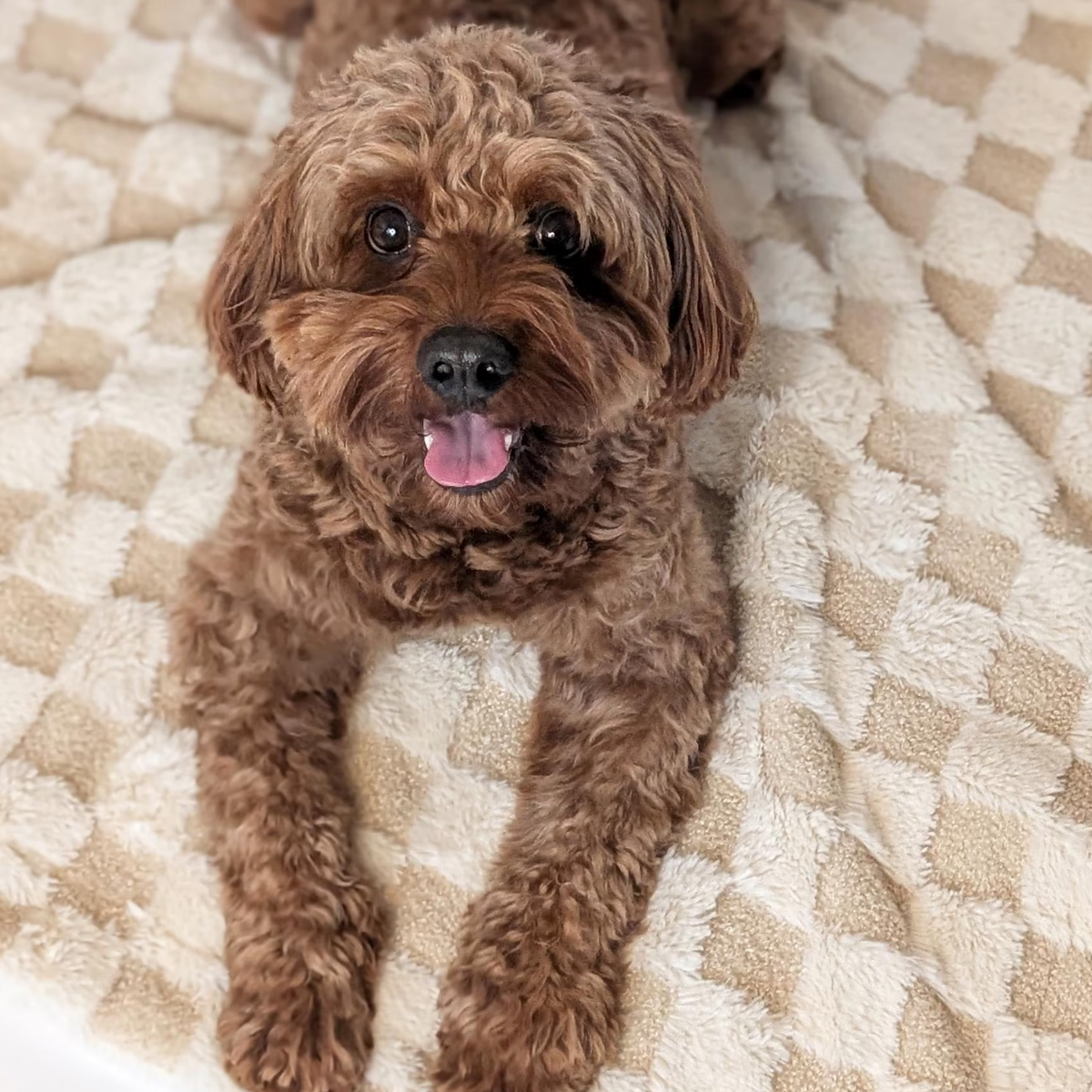 Hundedecke "Carré" Creme