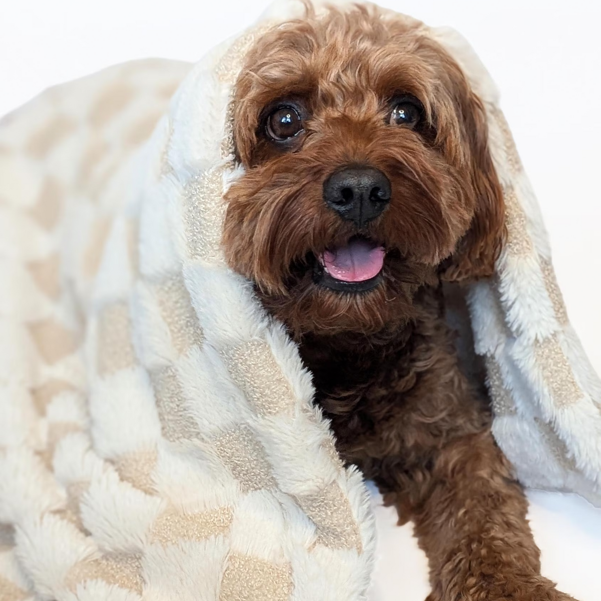 Hundedecke "Carré" Creme