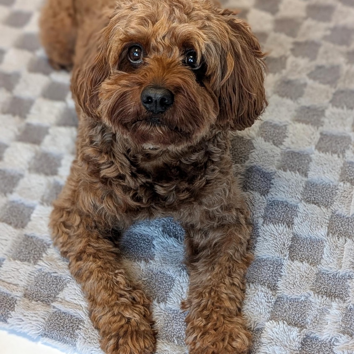 Hundedecke "Carré" Grau