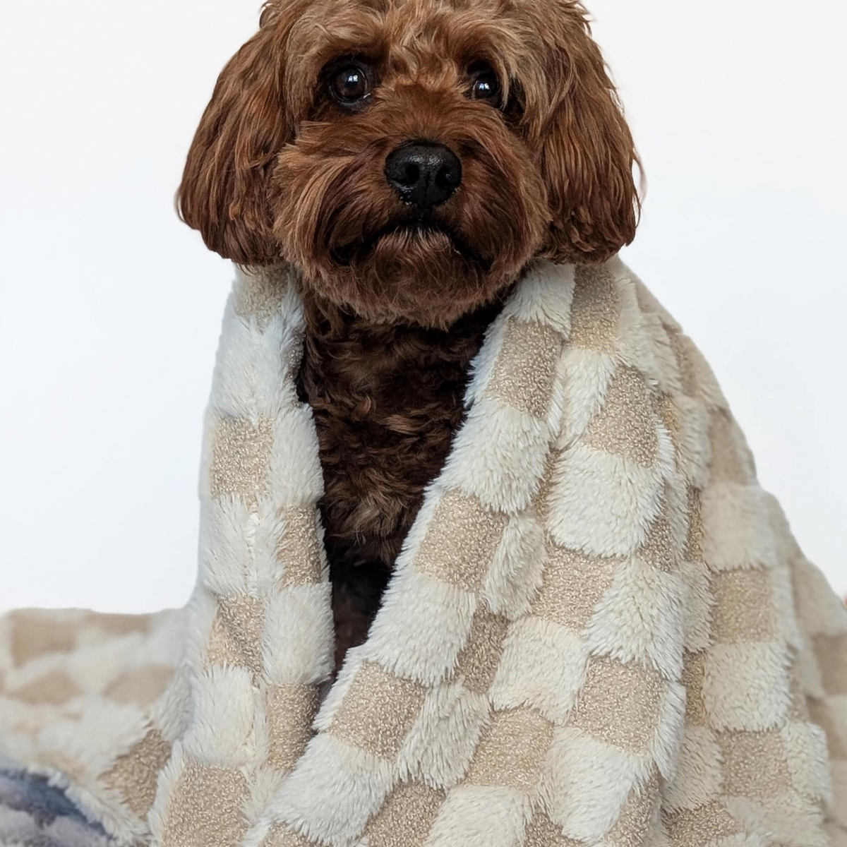 Hundedecke "Carré" Grau