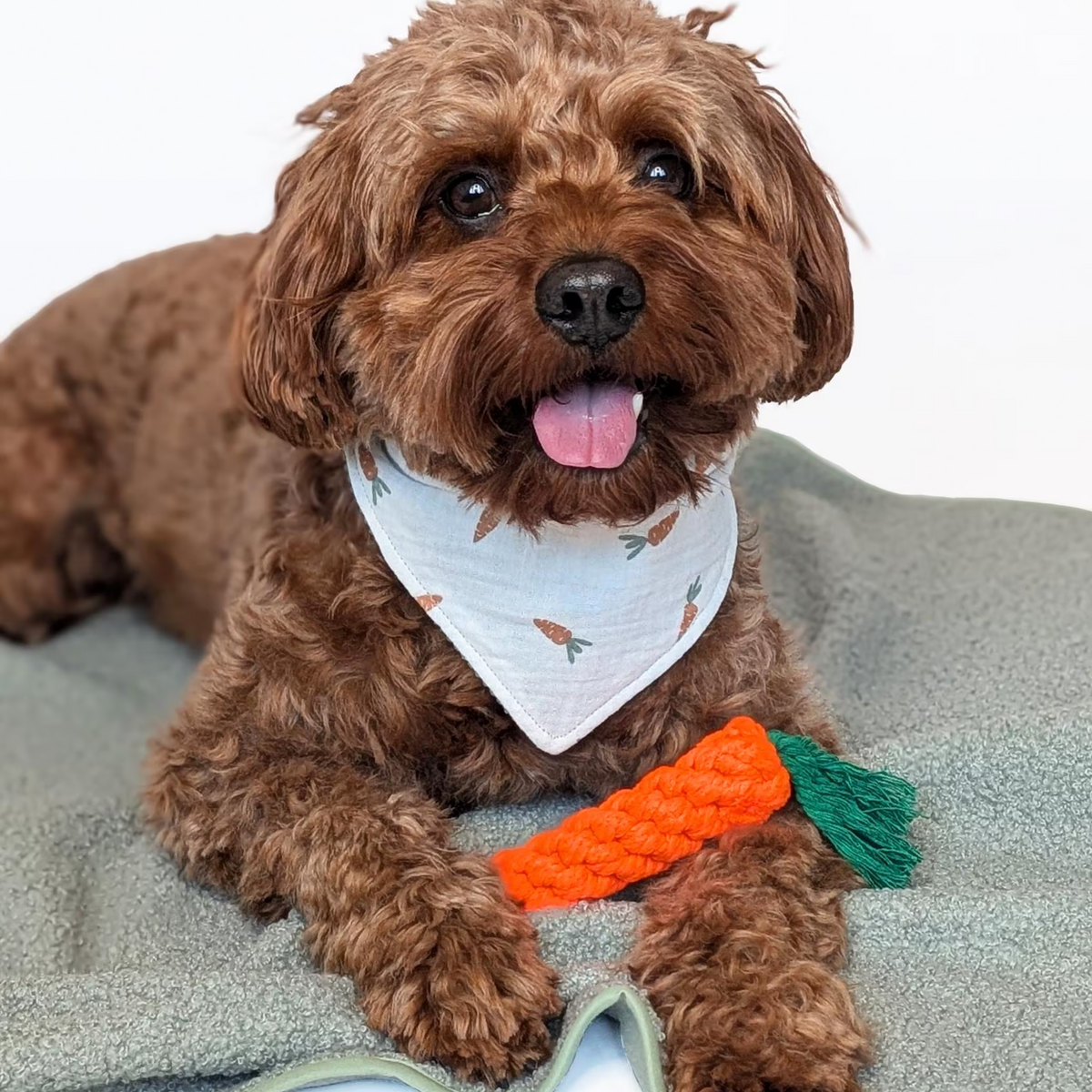 Hundedecke "Huggle"