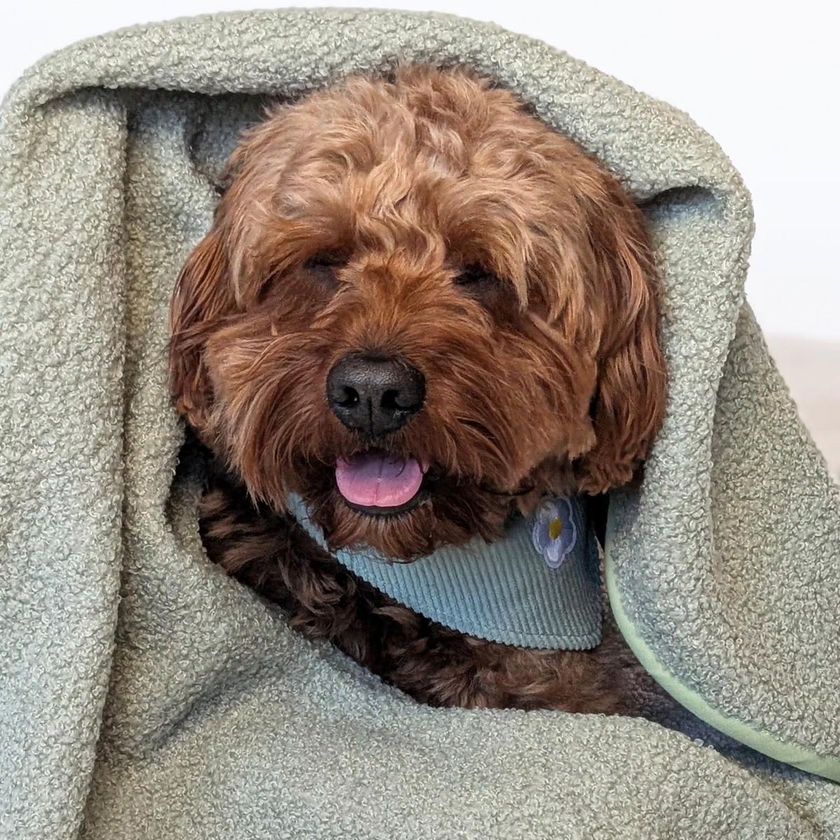 Hundedecke "Huggle"