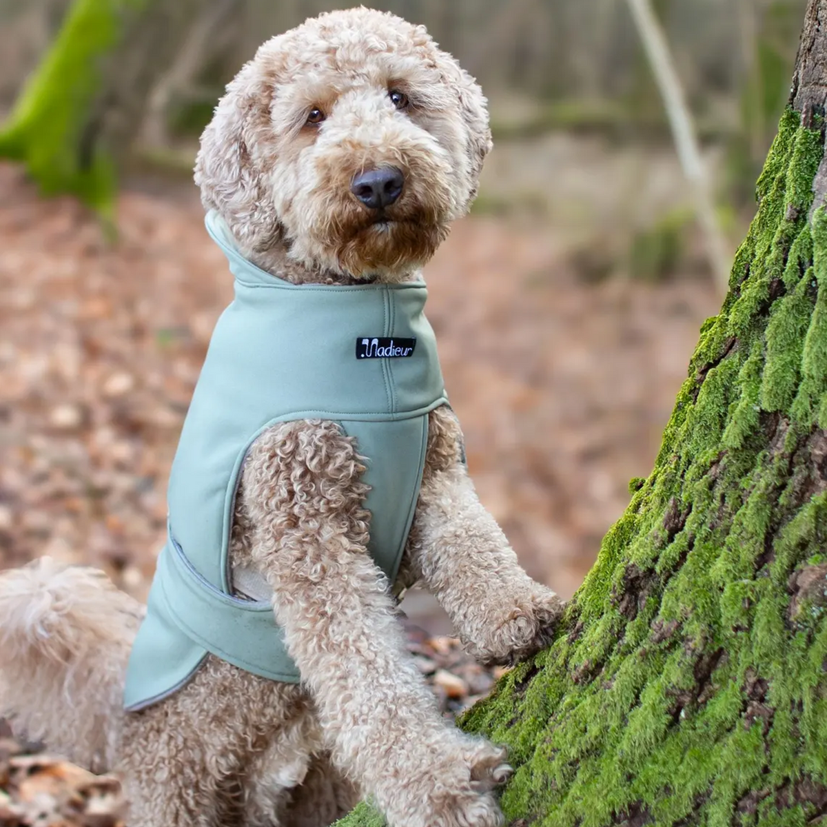 Hundemantel "Petrichor" Oliv