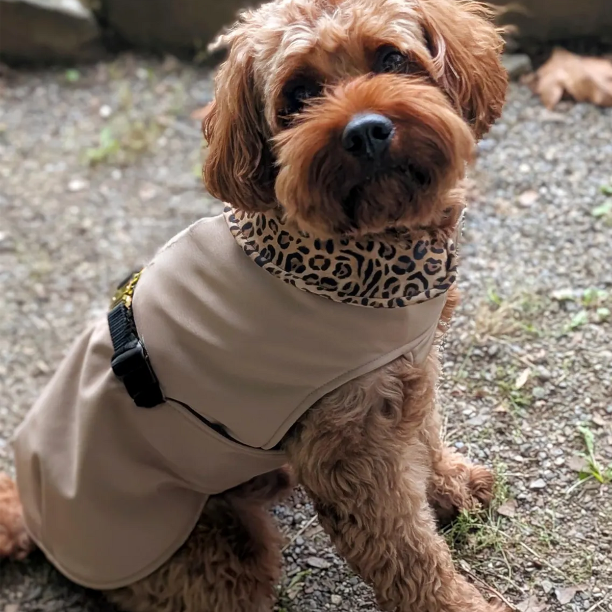 Hundemantel "Soul" Mousse